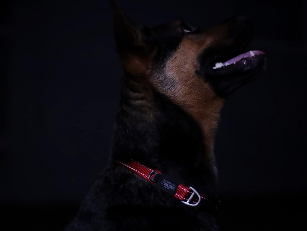 Bulk Stock Liquidation Reflective Dog Collar Leash Combo, 428 Units Mix Batch Nylon Training Pet Collar Set