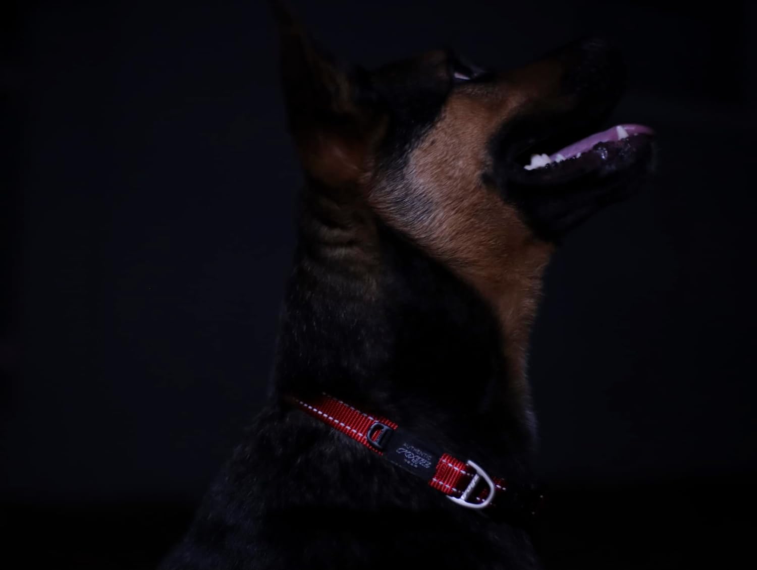 Bulk Stock Liquidation Reflective Dog Collar Leash Combo, 428 Units Mix Batch Nylon Training Pet Collar Set